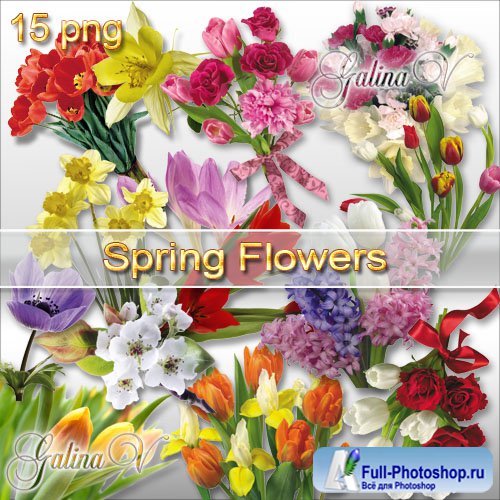 Клипарт Цветы PNG - Весенние тюльпаны