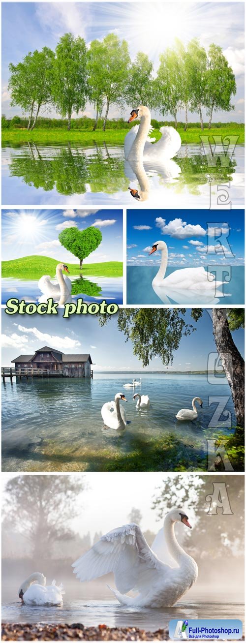   / White swans - Raster clipart