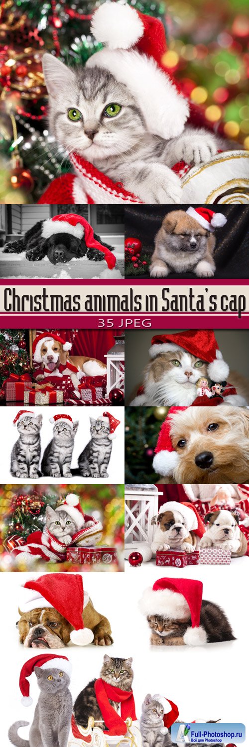 Рождественские животные в колпаке Санты