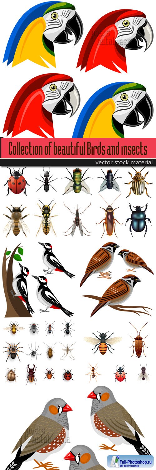 Collection of beautiful Birds and insects