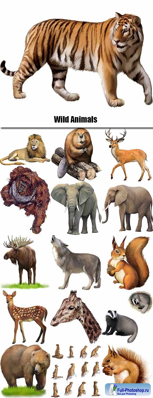 Wild Animals