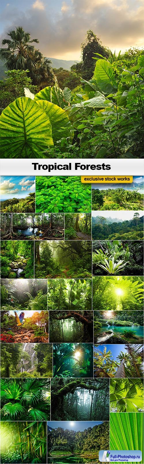 Tropical Forest