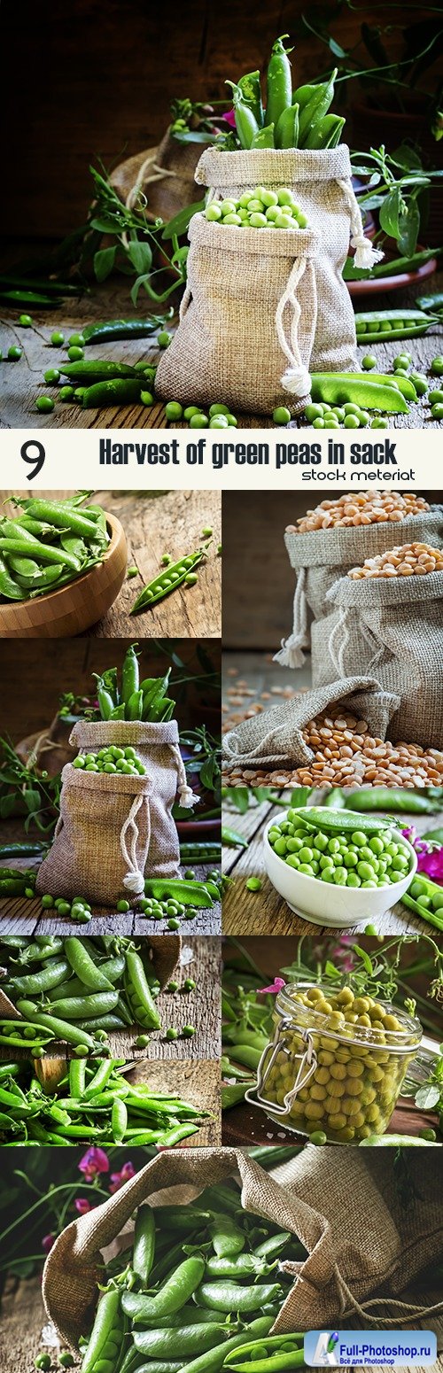 Harvest of green peas in sack