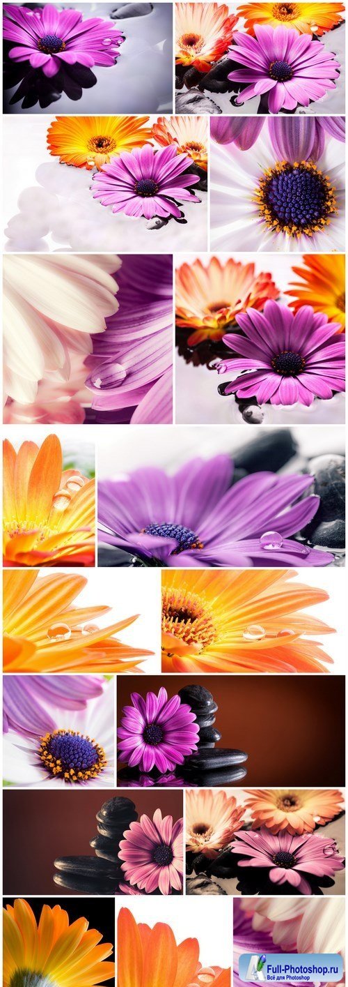 Fiori in acqua - Gerbera - Set of 17xUHQ JPEG Professional Stock Images