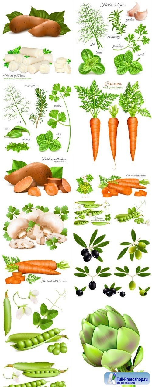 Herbs, spice and vegetables 16X EPS