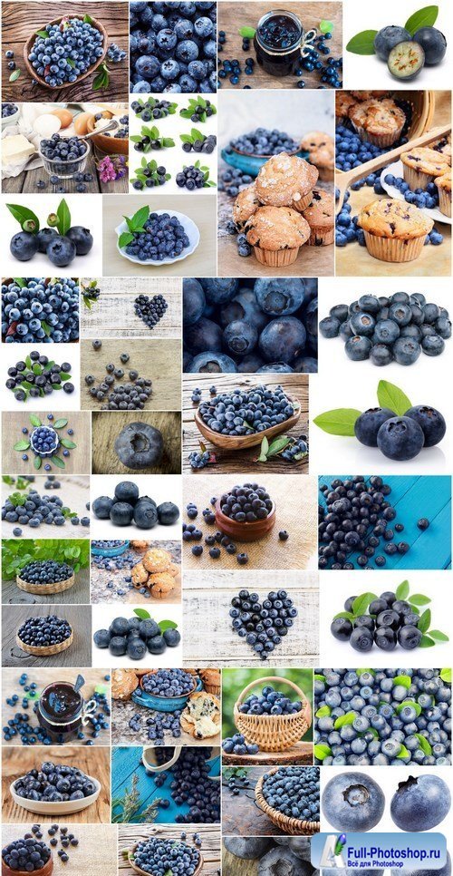 Fresh Bilberry - 41xUHQ JPEG Professional Stock Images