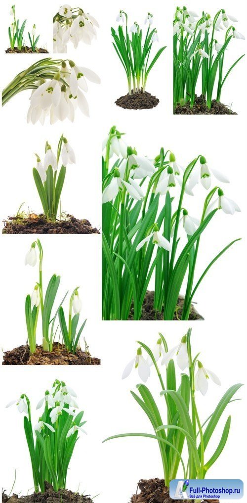 Snowdrops on white background 10X JPEG