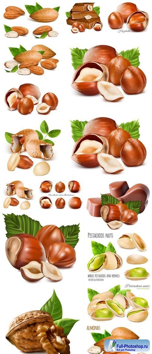 Almonds Hazelnuts Walnuts Pistachio nuts Vector illustration 16X EPS