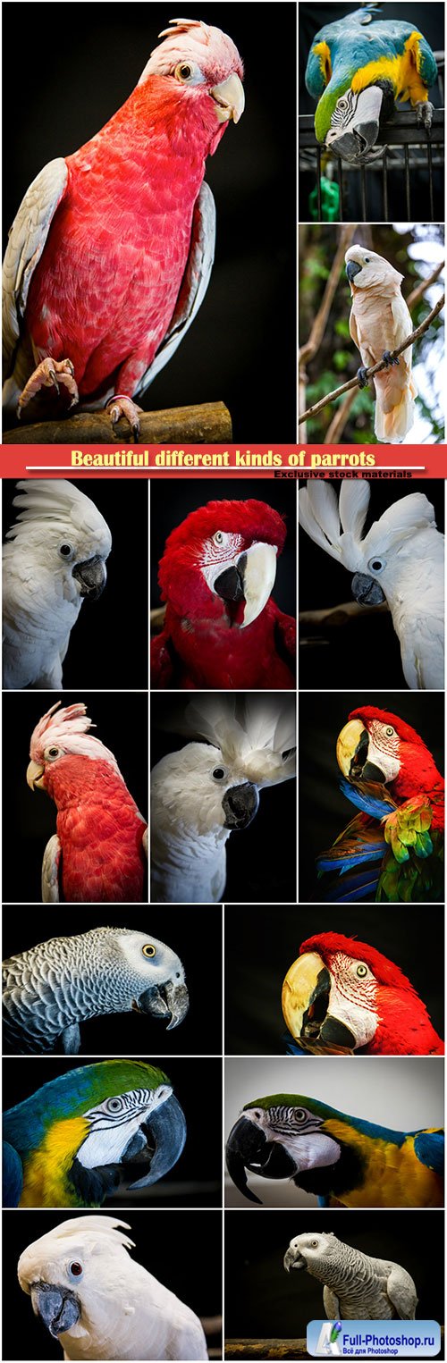 Beautiful different kinds of parrots