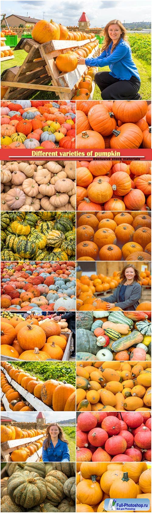 Different varieties of pumpkin