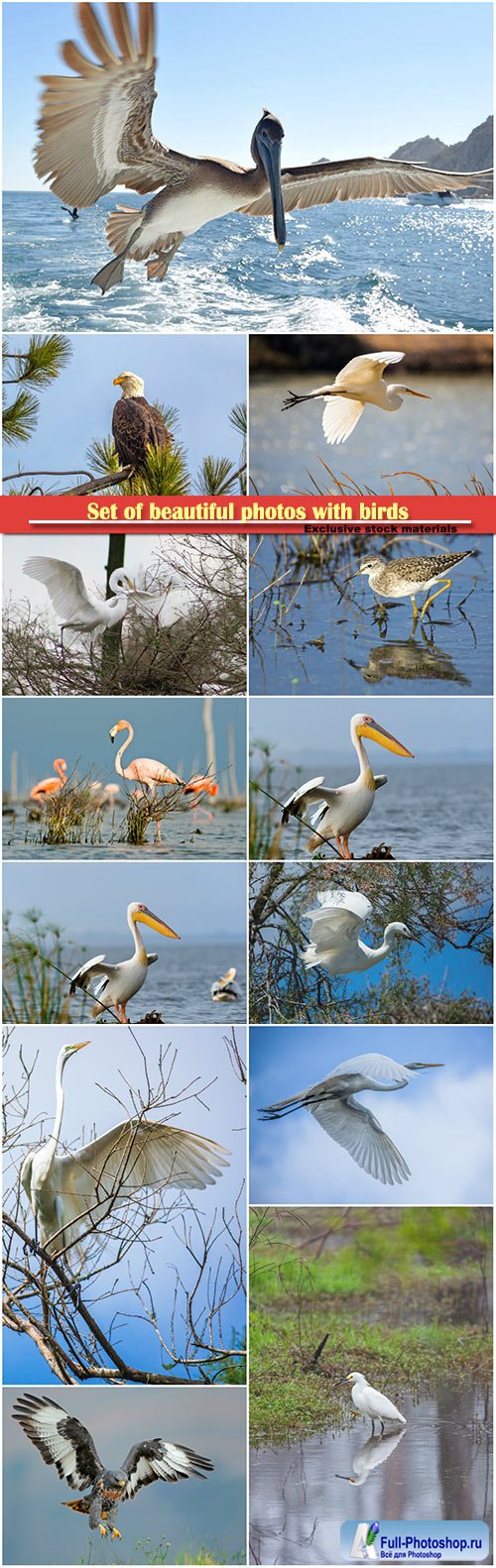 Set of beautiful photos with birds