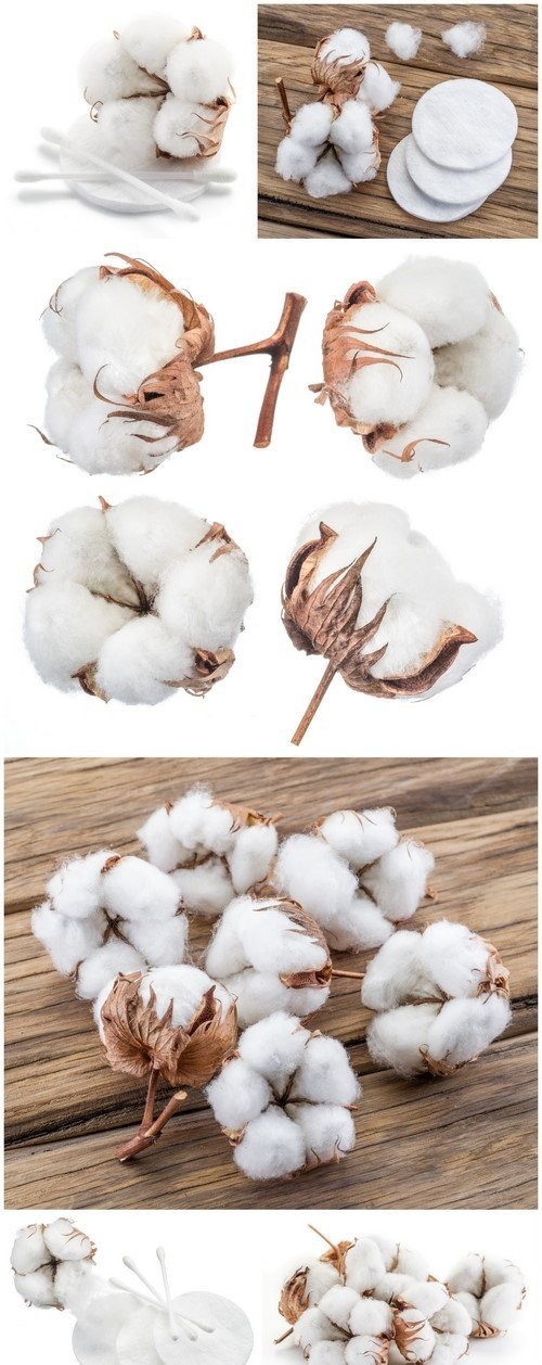 Cotton 6X JPEG