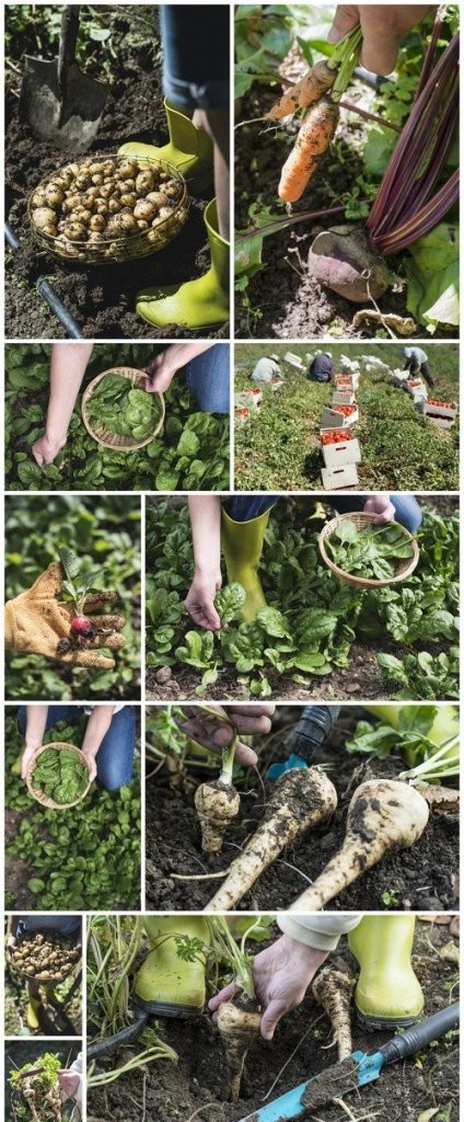 Picking spinach in a home garden, rich harvest 11X JPEG