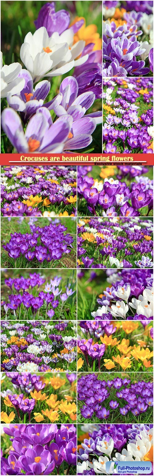 Crocuses are beautiful spring flowers