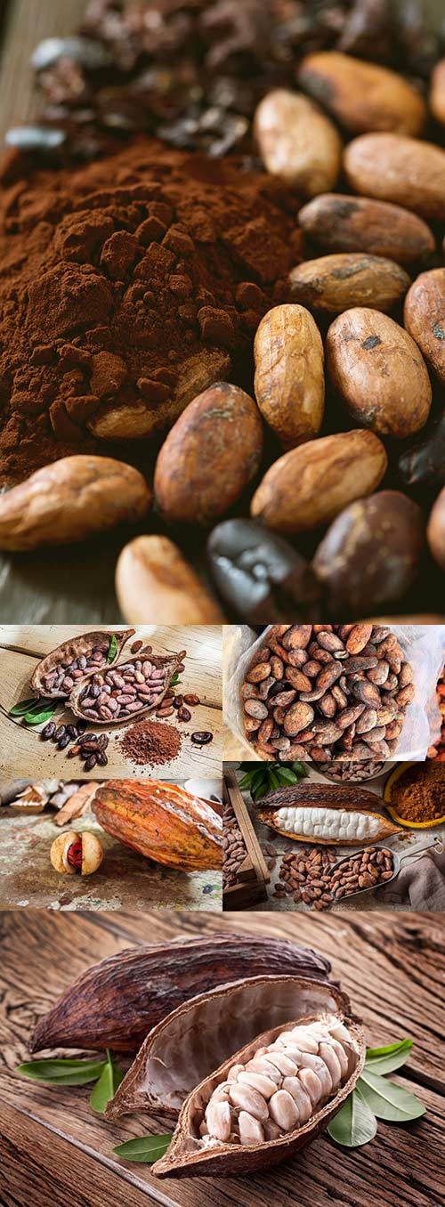 Natural brown cocoa beans and dried pod on wooden table