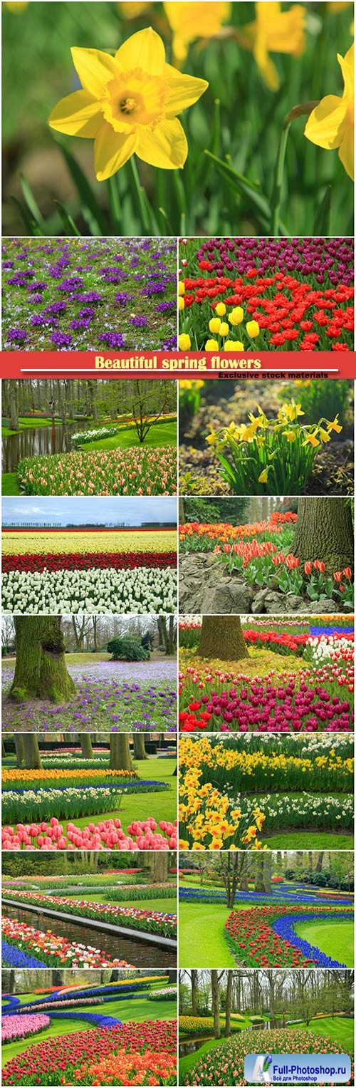 Beautiful spring flowers, daffodils, tulips