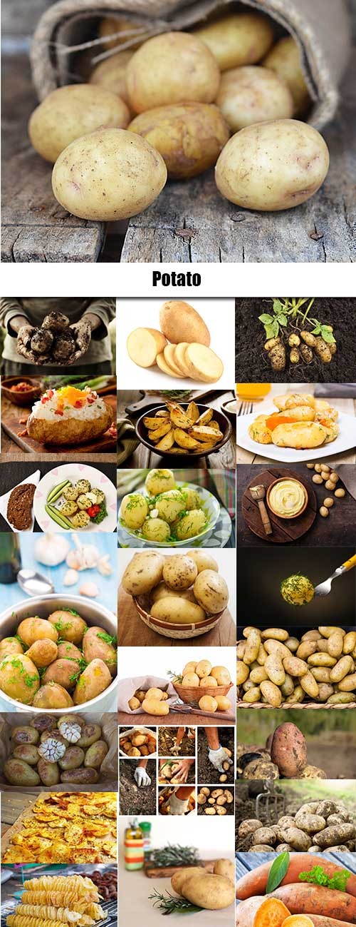 Potato