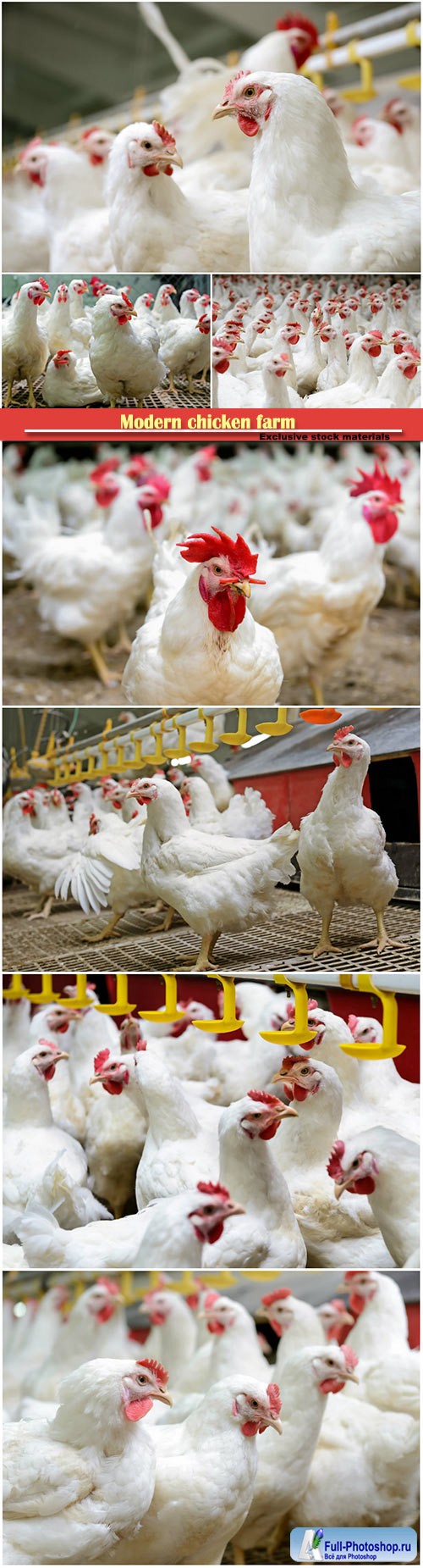 Modern chicken farm, production of white meat