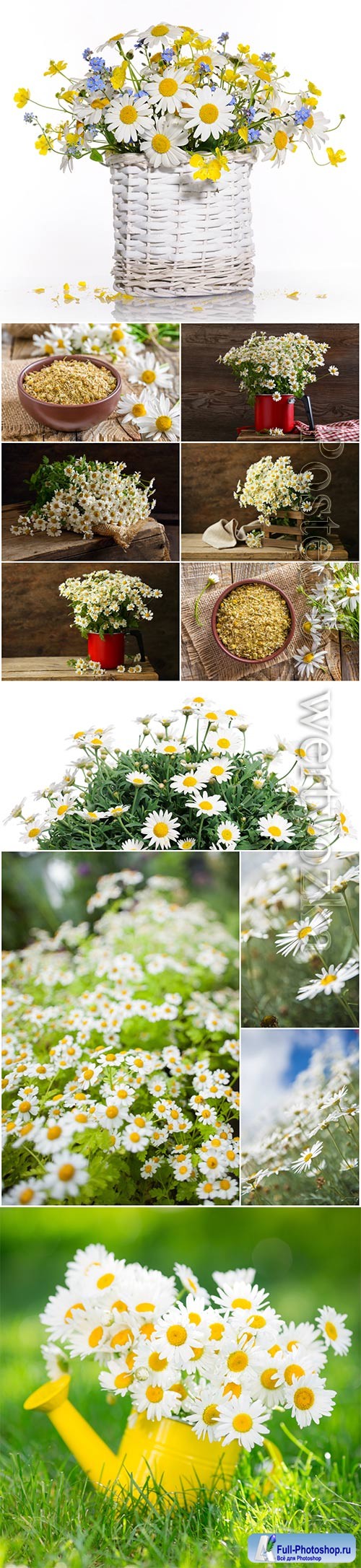 Beautiful white daisies