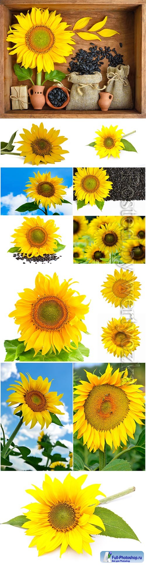 Beautiful sunflowers stock photo