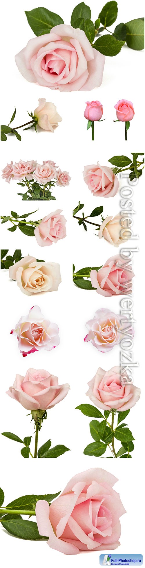 Beautiful pink roses stock photo