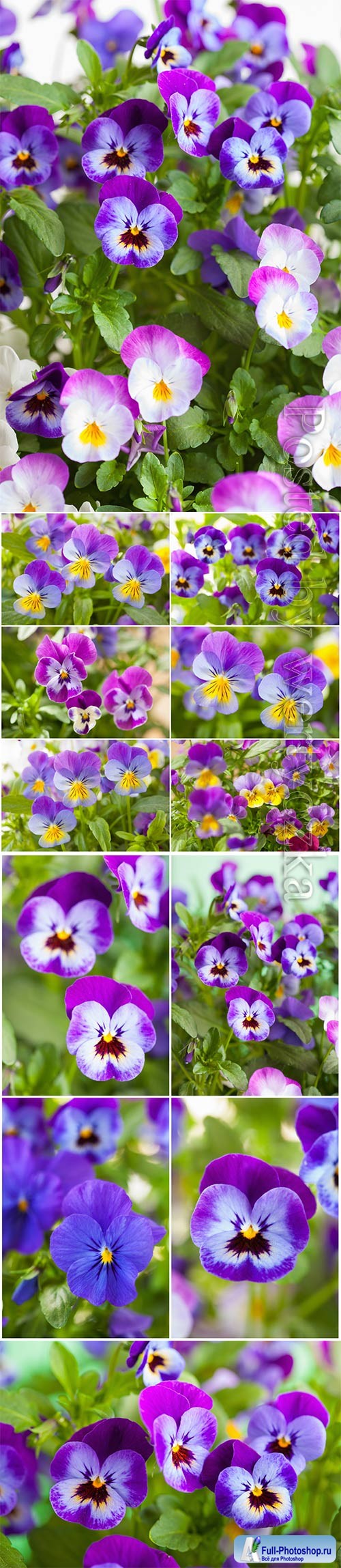 Beautiful pansy summer flowers stock photo