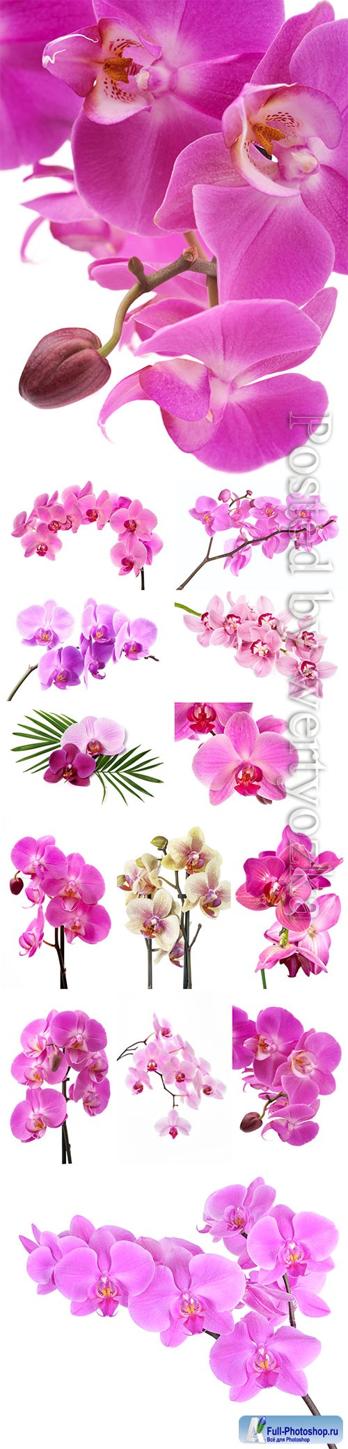 Beautiful orchids stock photo