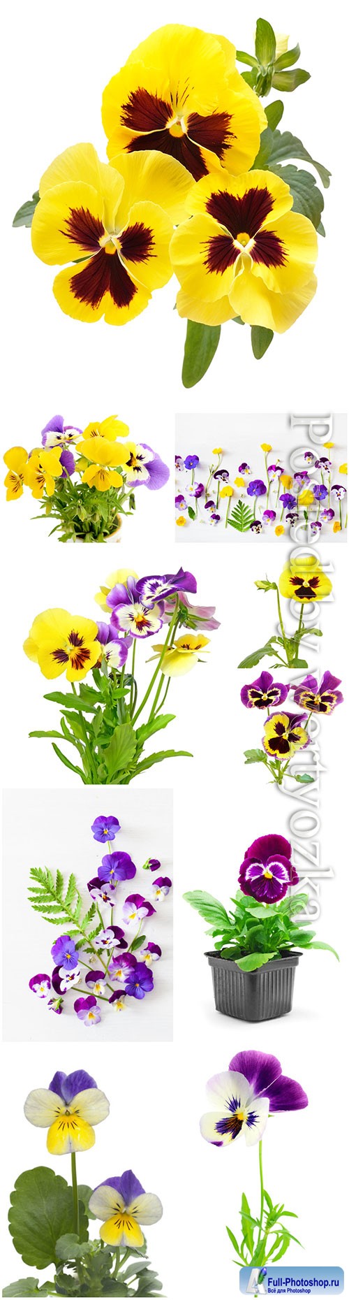 Beautiful pansies stock photo