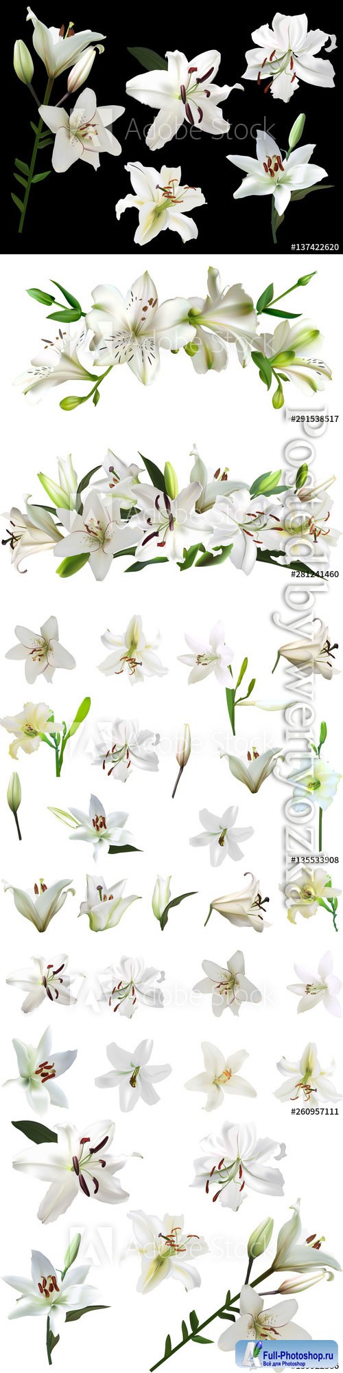 White lilies with green buds, beautiful flowers in vector