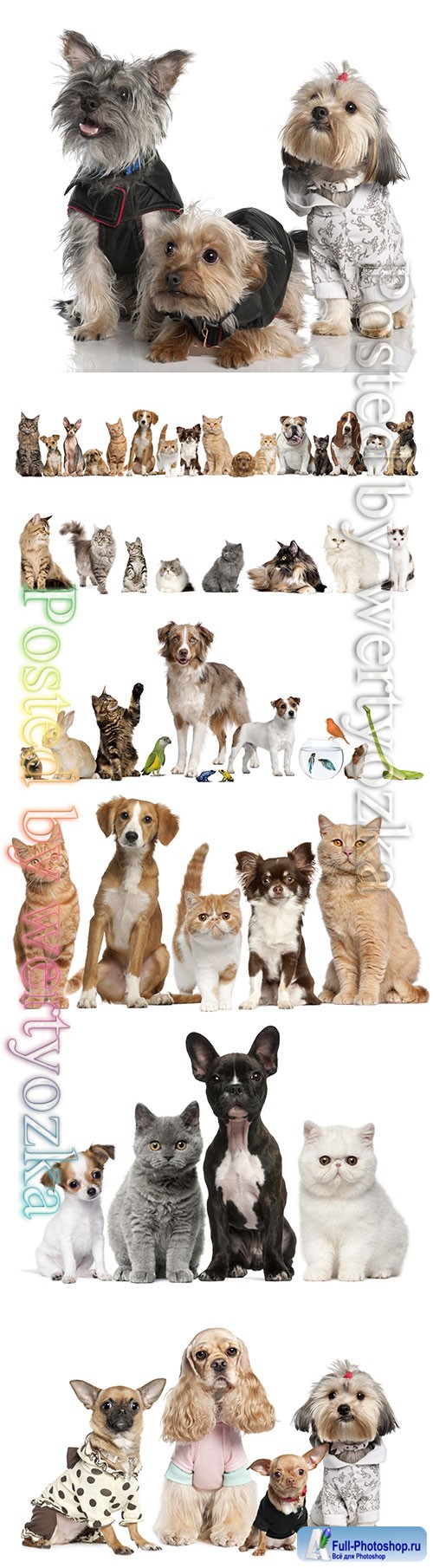 Cats and dogs beautiful stock photo