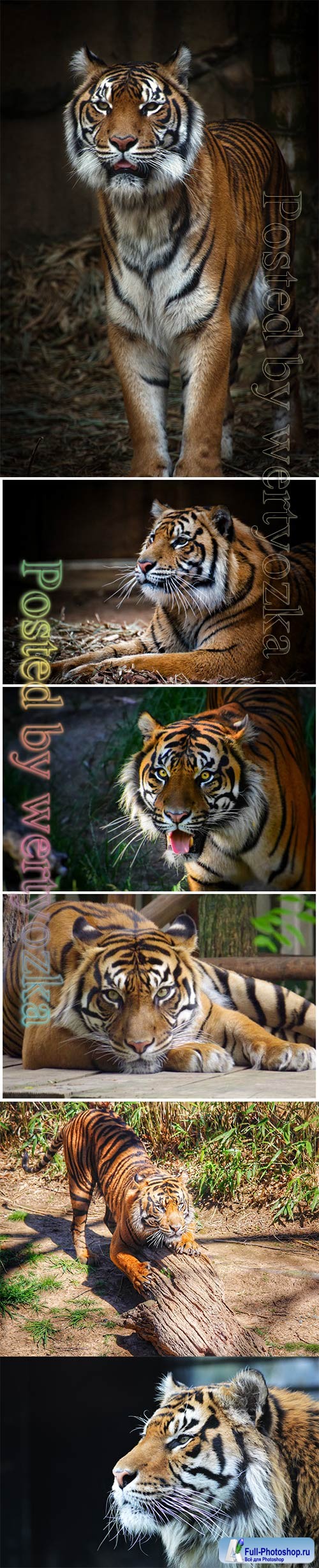 Tiger beautiful stock photo