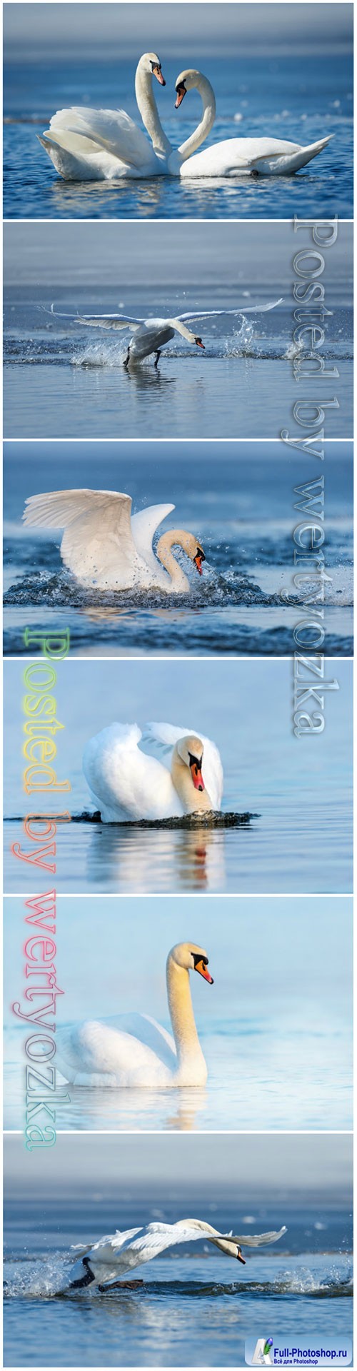 Beautiful swans stock photo