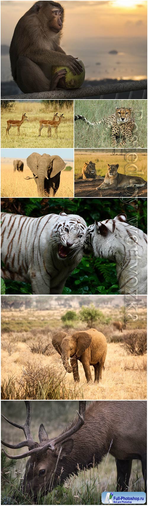 Animals in nature, tiger, elephant, leopard, monkey