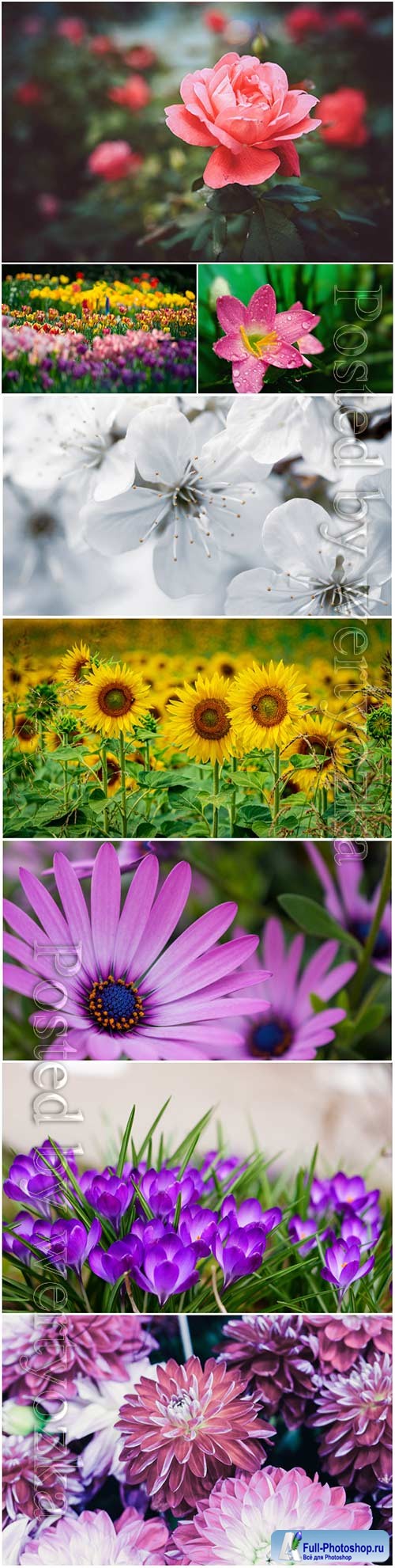 Beautiful blooming flowers