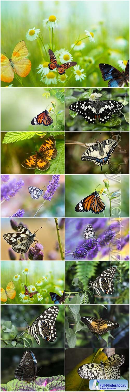 Butterflies set stock photo