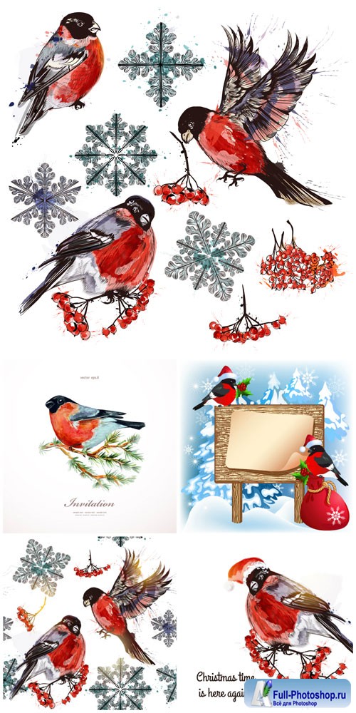 Winter, birds, bullfinches, vector