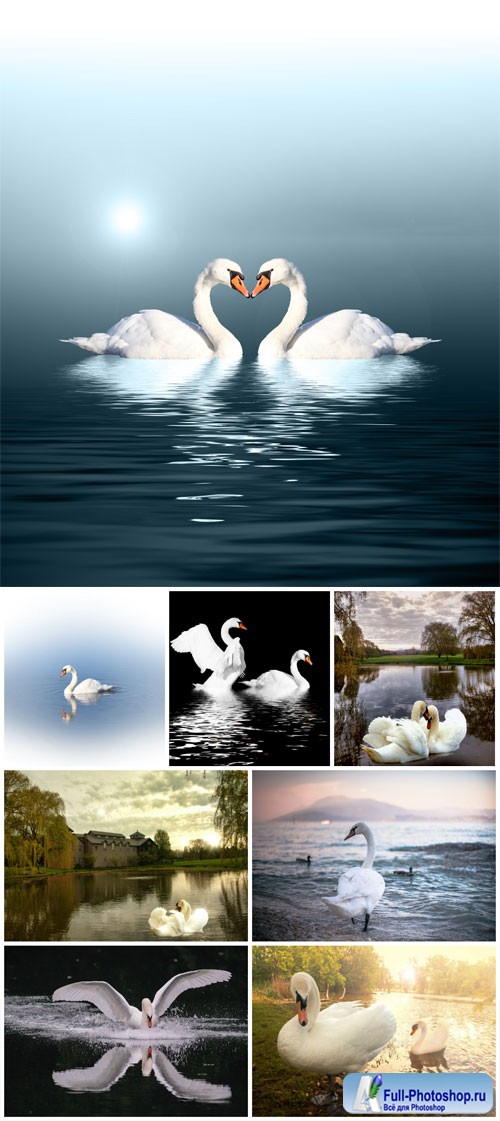 White swans stock photo