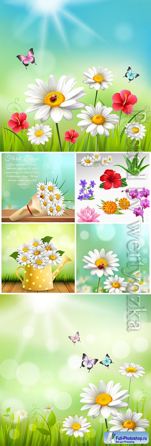 Beautiful flowers, chamomile in vector