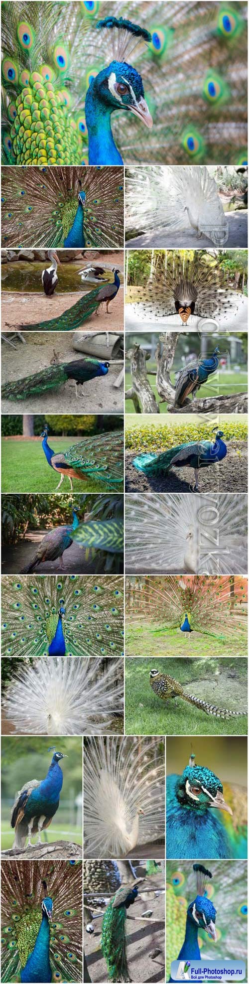 Luxurious birds peacocks stock photo