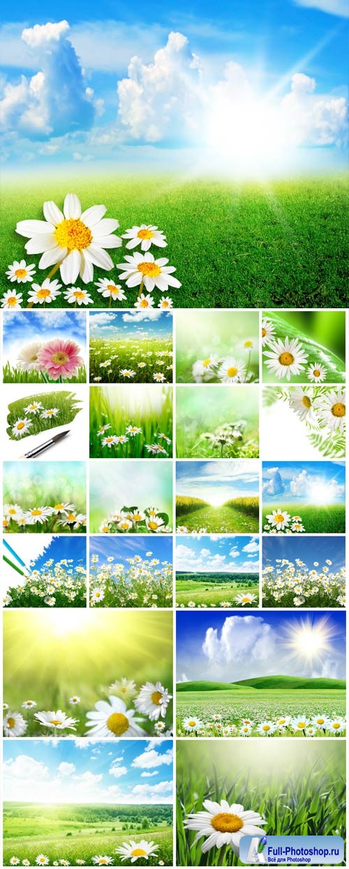 White daisies on the field stock photo