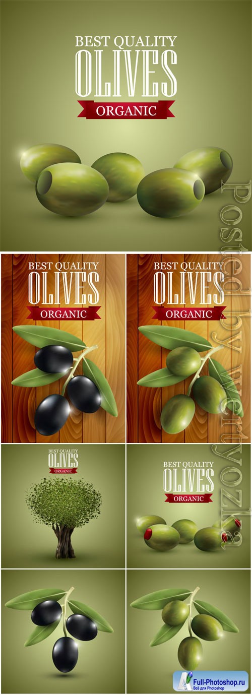 Olives illustration in vector