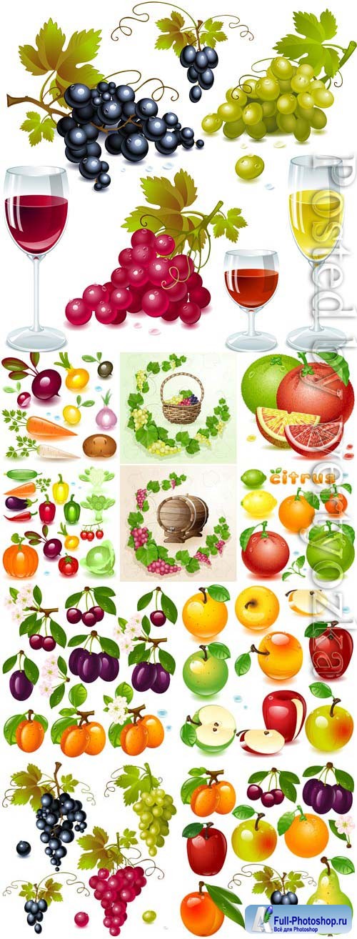 Fruit berries and grape wine in vector