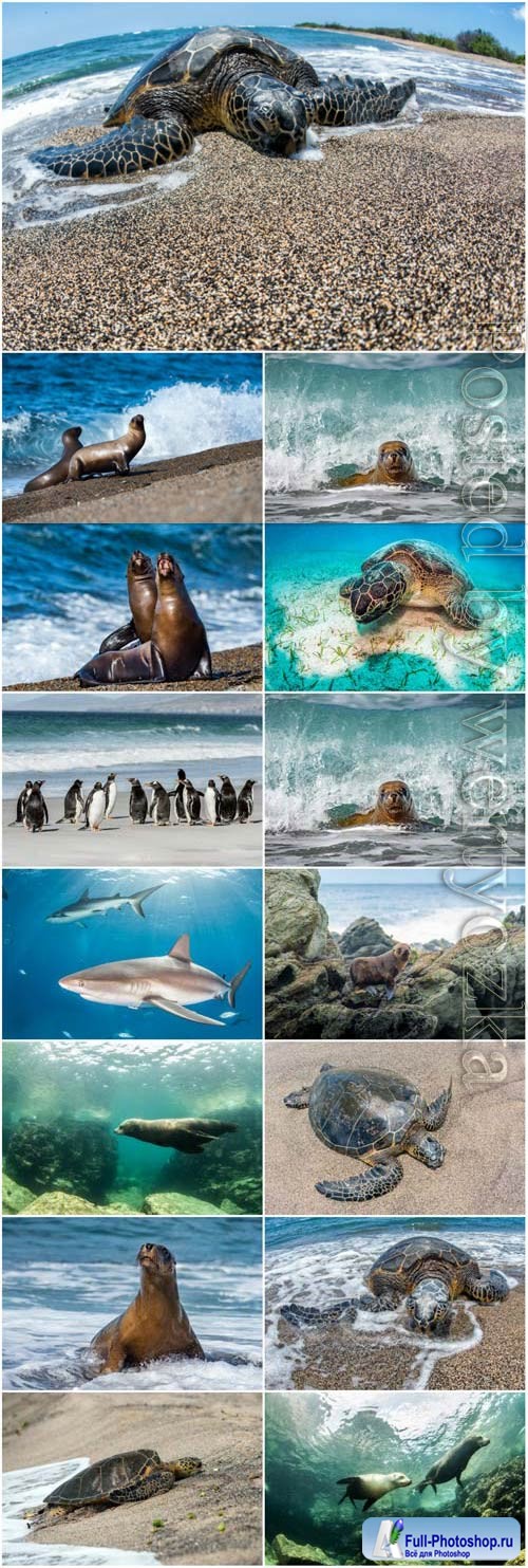 Sharks, turtles, penguins, sea inhabitants stock photo