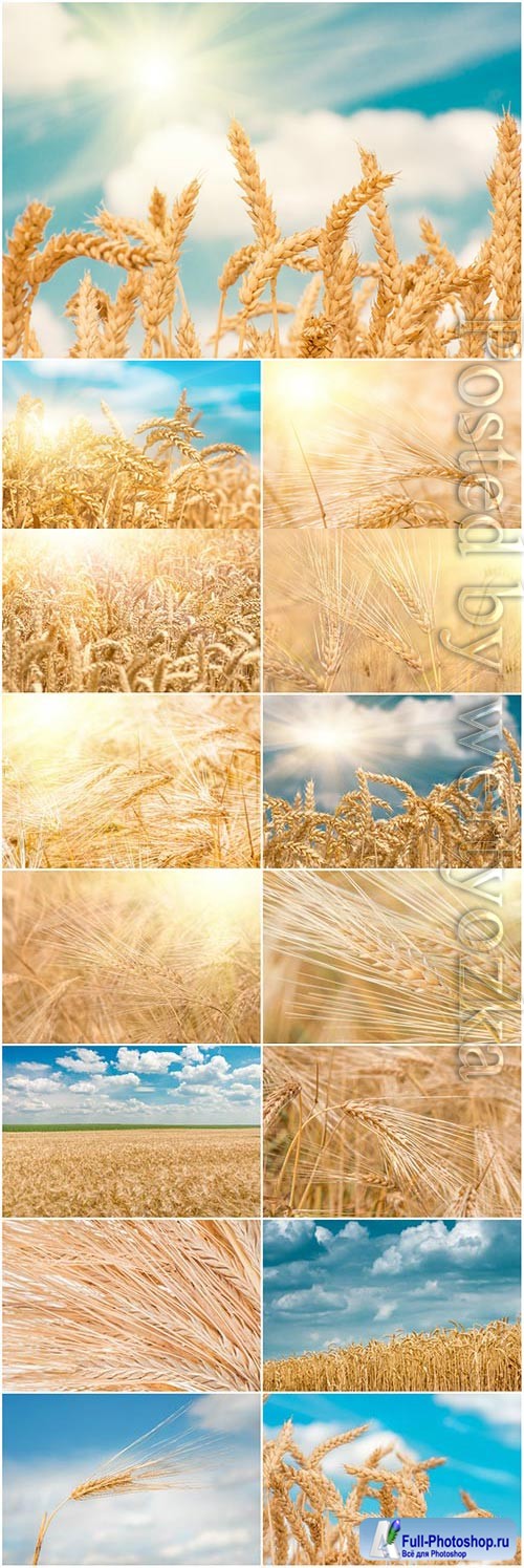 Ripe wheat fields stock photo