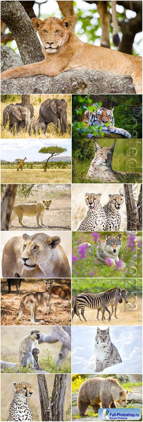 Lion, leopard, bear and various predatory animals stock photo