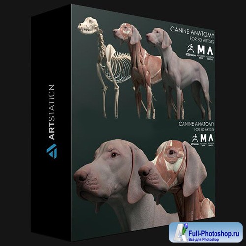 ARTSTATION  CANINE ANATOMY MODEL